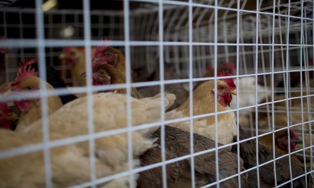 Epidemia De Gripe Aviar Dispara Precios De Los Huevos Y Agrava La Crisis Global De Alimentos 1708