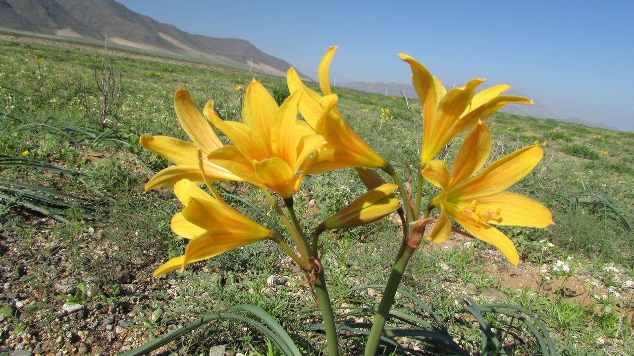 Para Disfrutar Siete Especies Que Dan Vida Al Desierto Florido