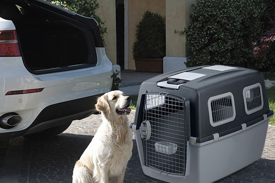 ¿Viajas con tu mascota? Conoce cómo elegir la mejor jaula de transporte