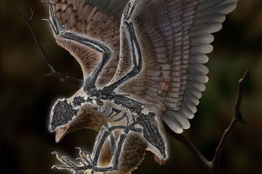 Cráneo de dinosaurio y cuerpo de ave: descubren un raro fósil del Cretácico