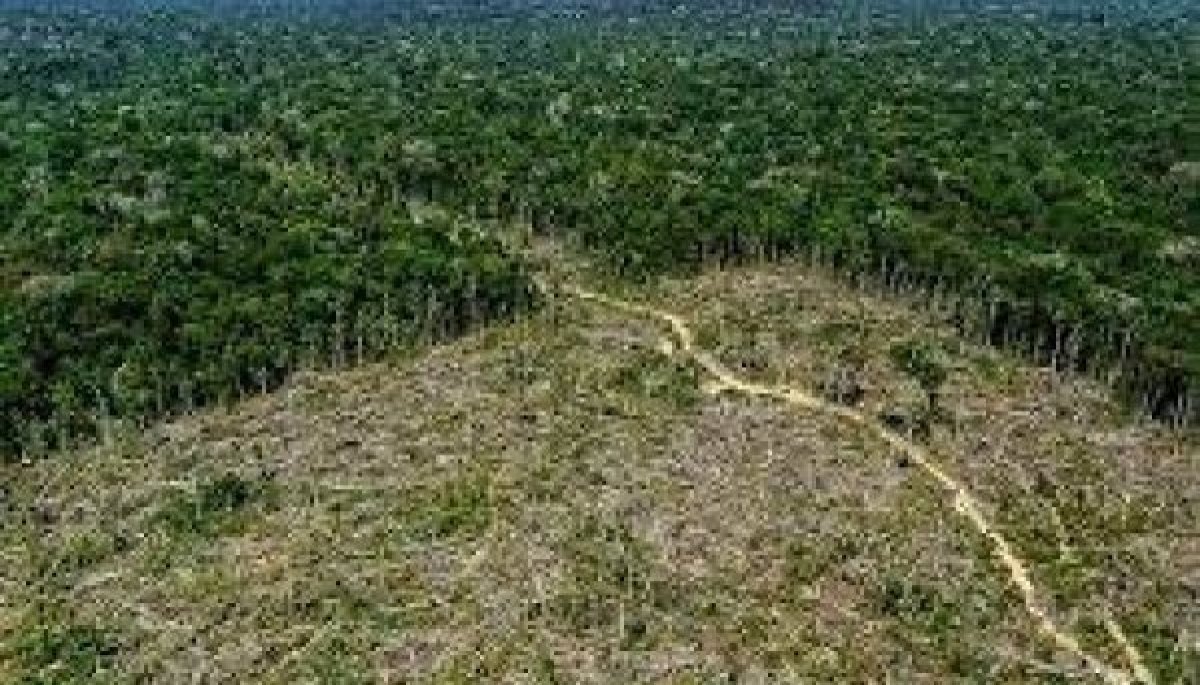 Deforestación Amazonía | Diario Financiero