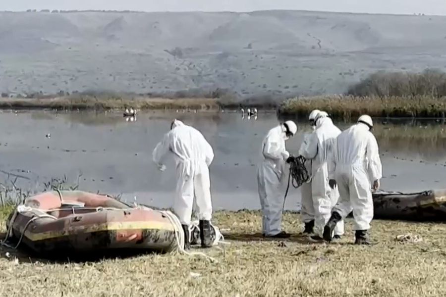 ¿Están en riesgo los humanos de contagiarse de gripe aviar?