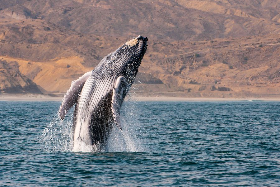 Las majestuosas ballenas que rondan las costas del país