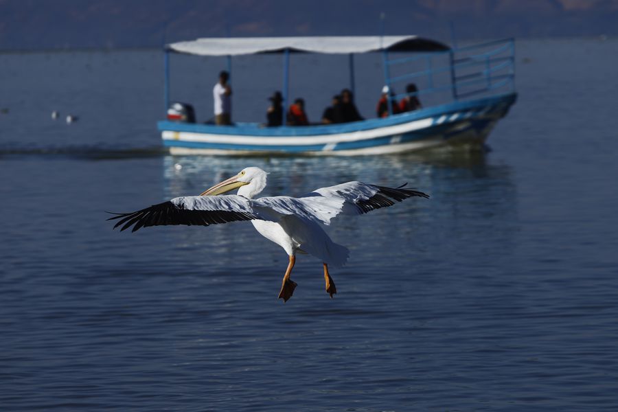 Confirman primer caso de gripe aviar en la Región del Biobío: fue reportado en un pelícano