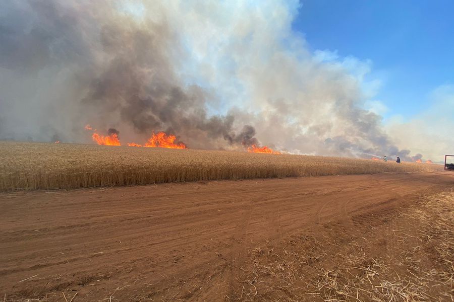 Agricultores denuncian incendios intencionales en cosechas de trigo en Malleco