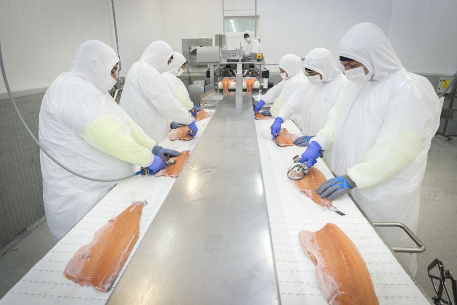 Precios históricos del salmón atlántico en 2022 permitieron a Camanchaca revertir pérdidas de 2021
