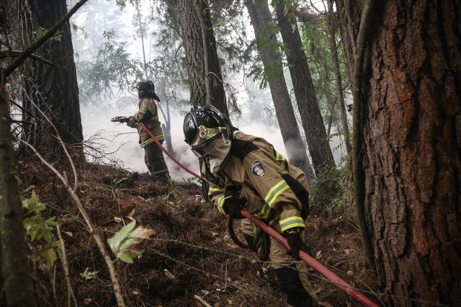 Autoridades realizan despeje preventivo en ruta de la madera en el Biobío