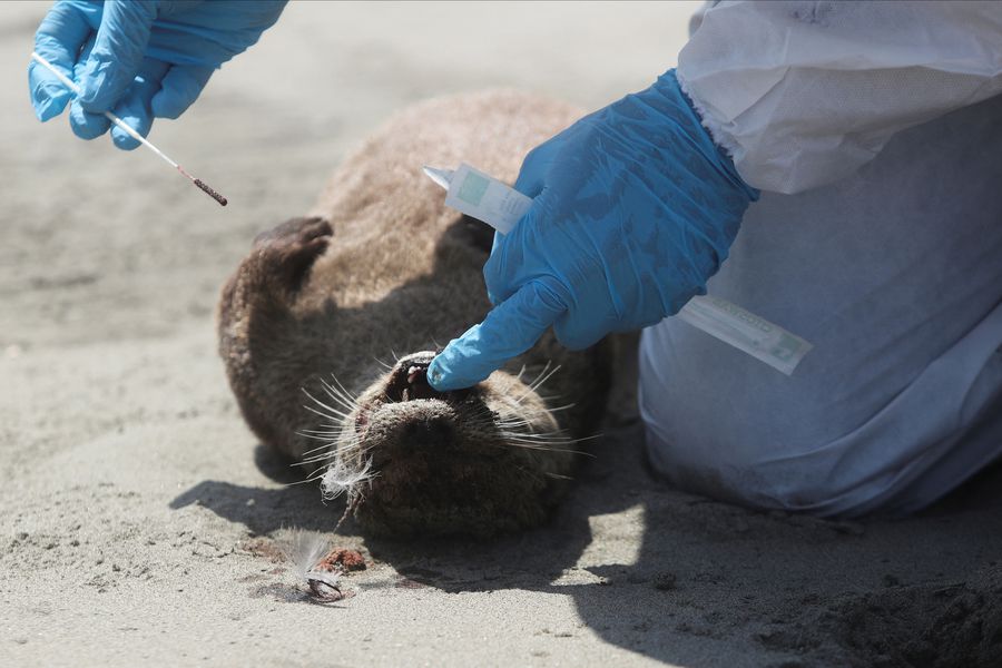Detectan cepa de gripe aviar que puede convertirse en pandemia