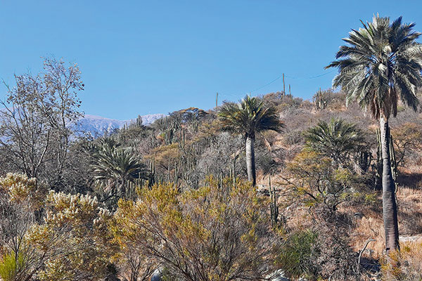 Cargos de la SMA y denuncias de estafa caen sobre mega parcelación de más de 2 mil lotes en La Campana