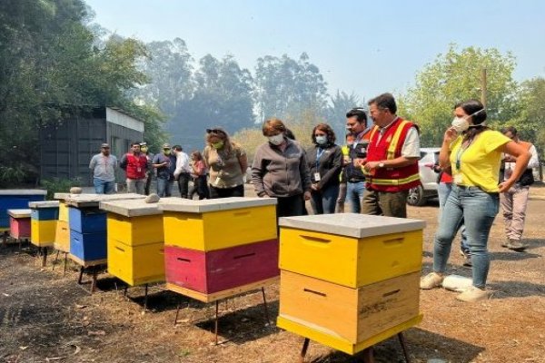 Piden subsidios en ayuda de agricultores por los 39 mil colmenares quemados en incendios y sus efectos en la polinización