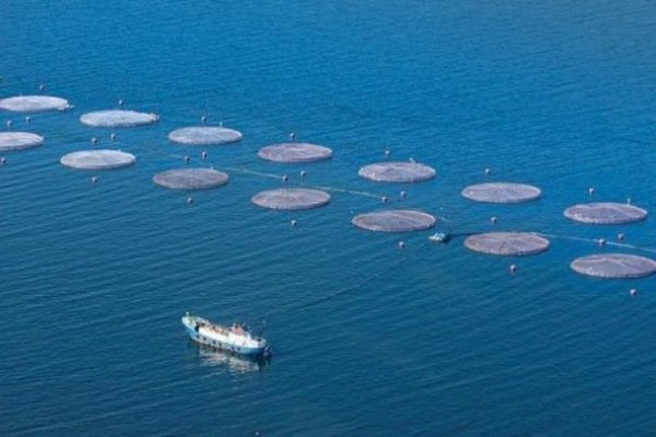 SMA y conflicto con salmonera canadiense