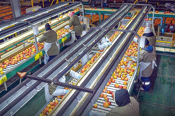 Exportadora de fruta se va a reorganización para evitar la quiebra