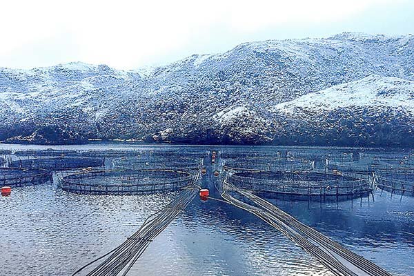 Ley lafkenche, relocalizaciones, ordenamiento territorial: qué se debatió por ley del lobby en industria acuícola