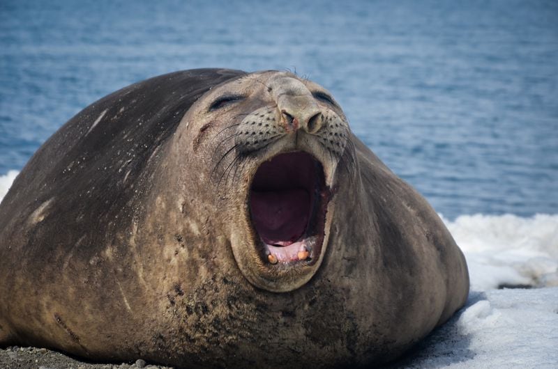 Expedición en la Antártica. Foto: Aerolíneas DAP.