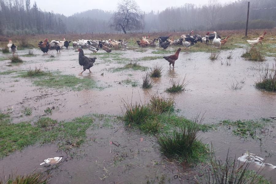 Declaran emergencia agrícola en la Región de La Araucanía