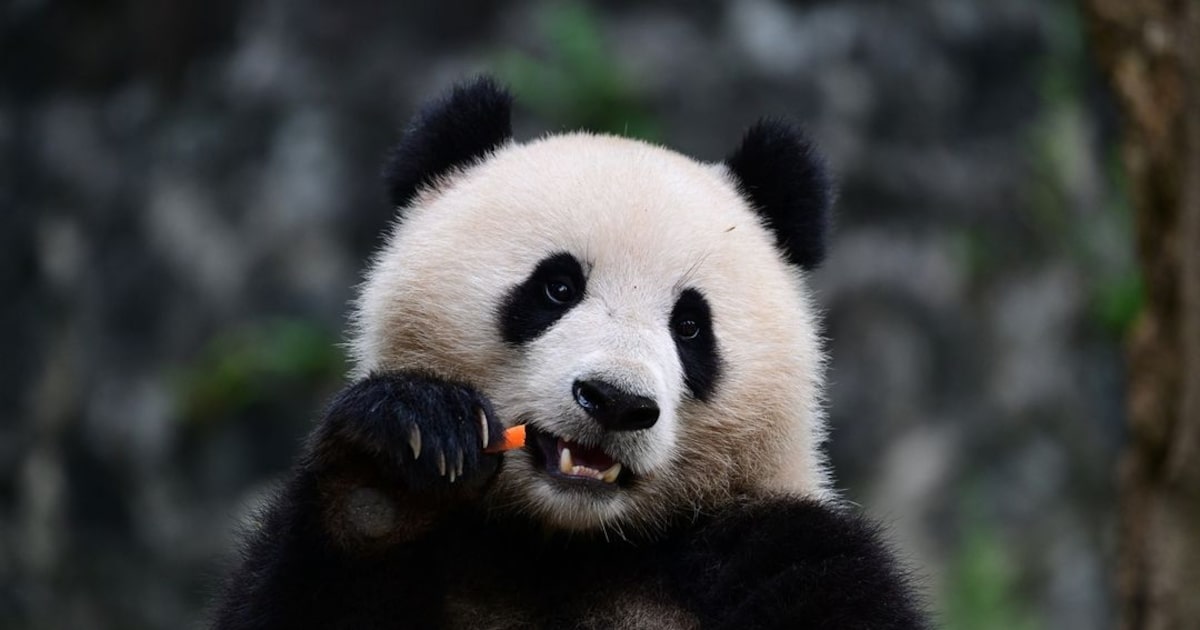 La historia de los dos pandas chinos que llegaron a Washington