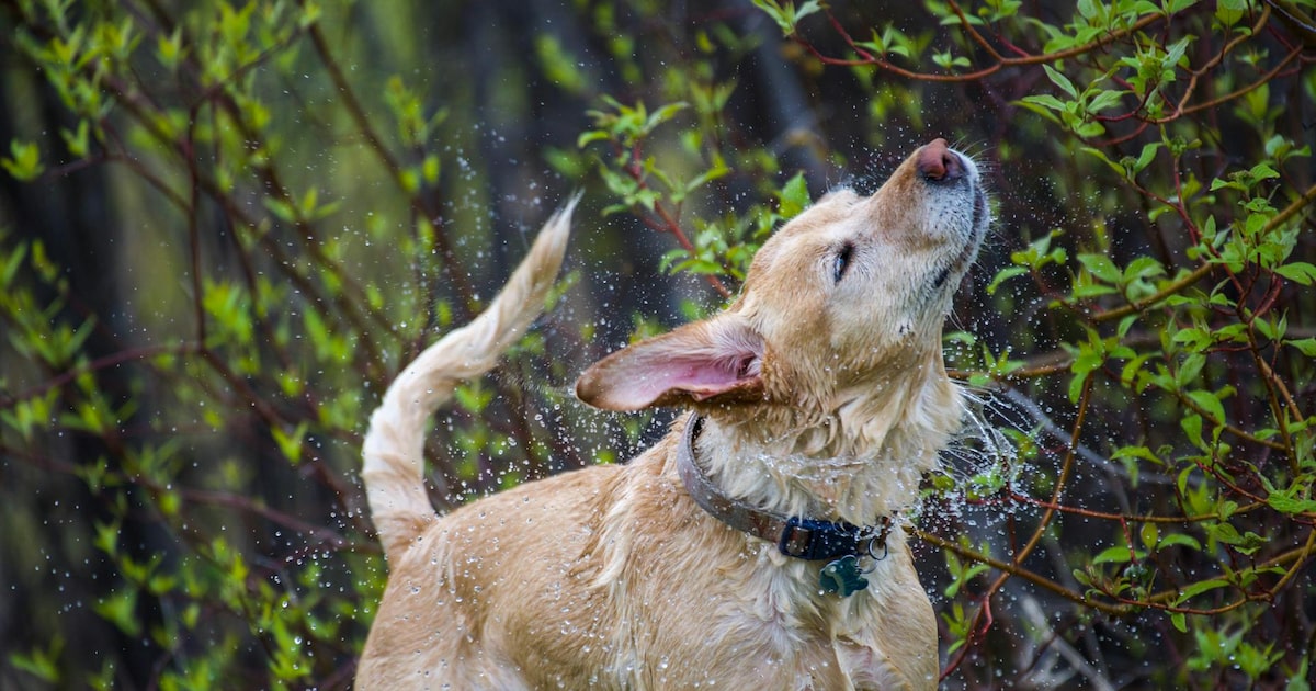 Por qué los perros se sacuden cuando están mojados