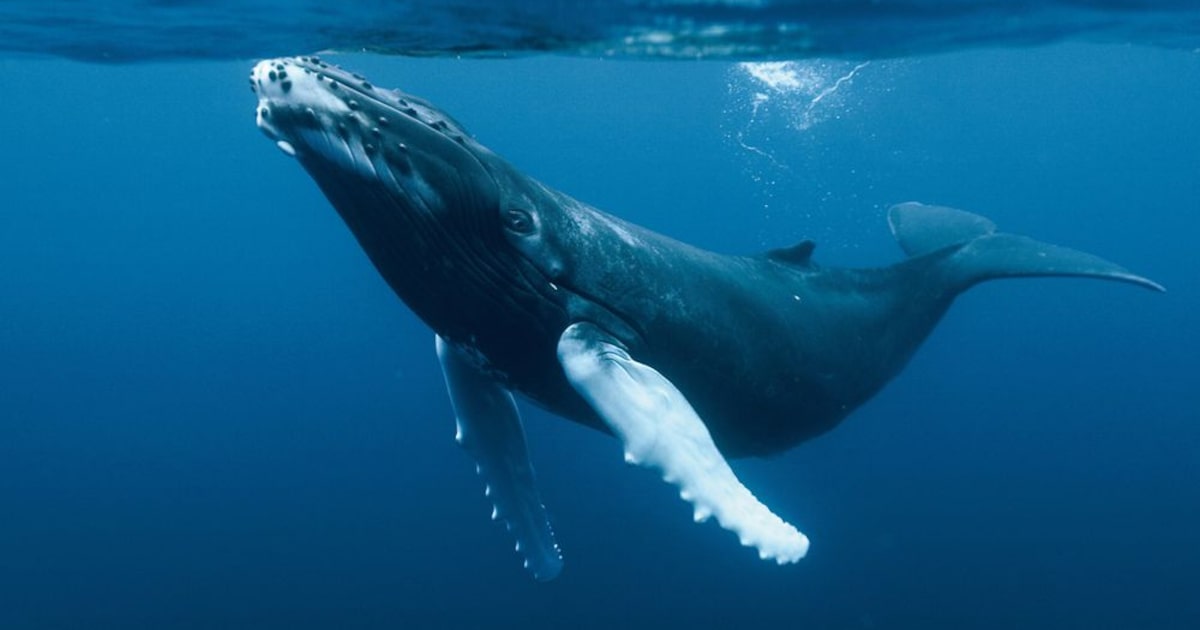 Acogen querellas contra responsables de muerte de ballenas en la Patagonia