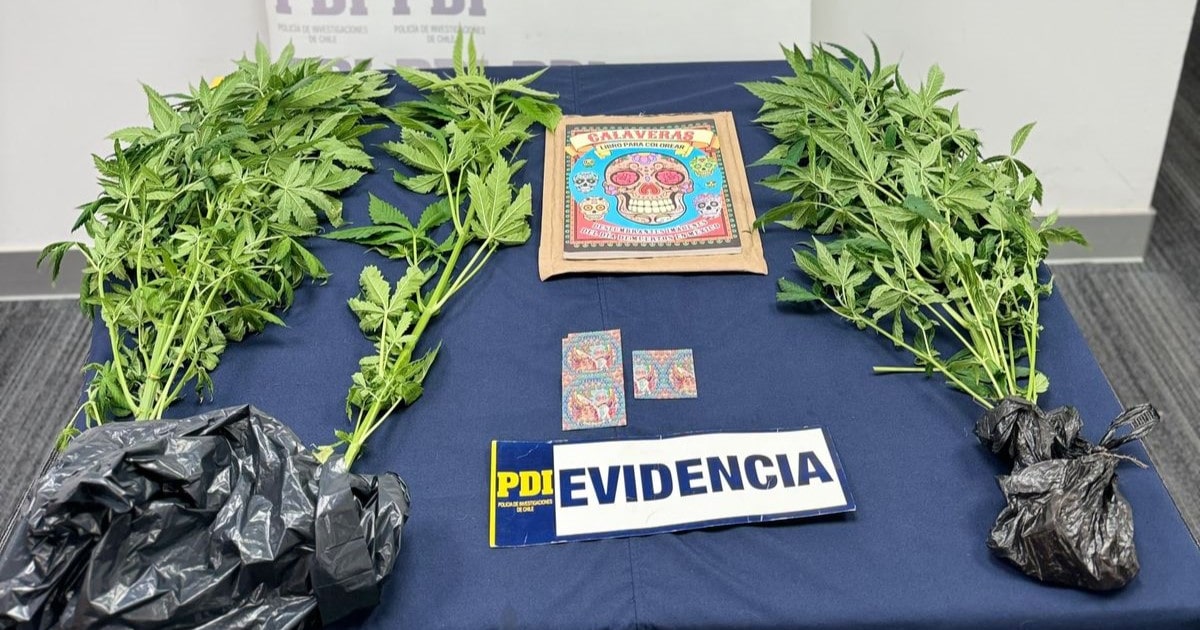 Incautan 300 estampillas de LSD escondidas en un libro infantil