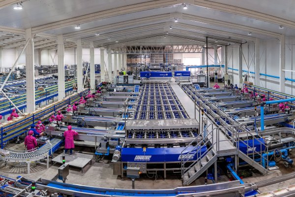 Dos empresas agrícolas de la sexta región entran en reorganización judicial: deuda supera los US$ 14 millones