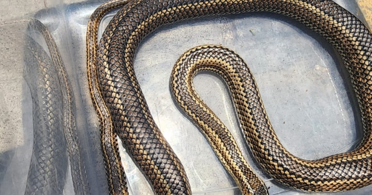 Rescatan a culebra de más de un metro en Valparaíso