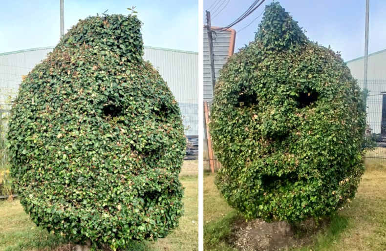 El homenaje de algunos jardineros de Talcahuano a Arturo Vidal