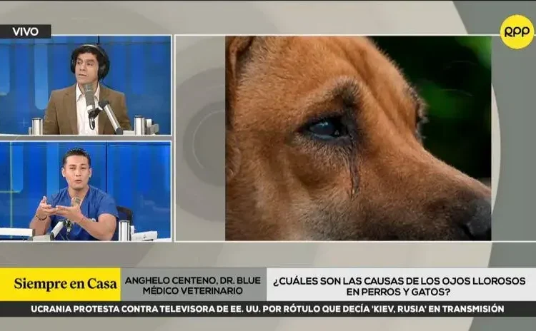 ¿Crees que las lágrimas en tu mascota son normales? Esto es lo que debes saber