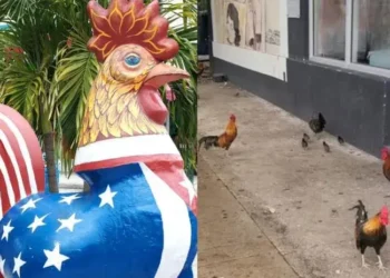 Florida: Gallos callejeros se convierten en íconos turísticos de Miami | Estados Unidos