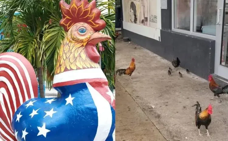 Florida: Gallos callejeros se convierten en íconos turísticos de Miami | Estados Unidos