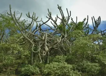 Gobierno establece nueva área de conservación de bosques secos en Cutervo