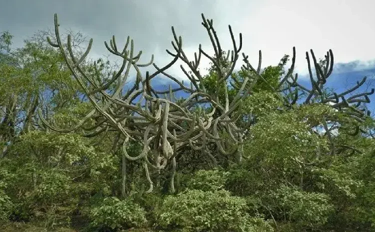 Gobierno establece nueva área de conservación de bosques secos en Cutervo