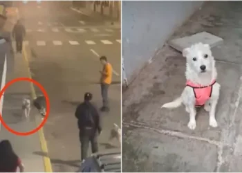 La Libertad: indignación en Trujillo por sujeto que asesinó cruelmente a una perrita