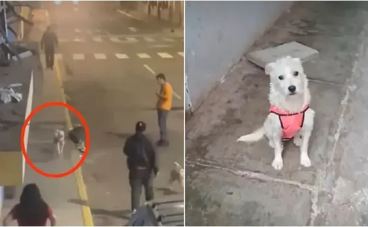 La Libertad: indignación en Trujillo por sujeto que asesinó cruelmente a una perrita