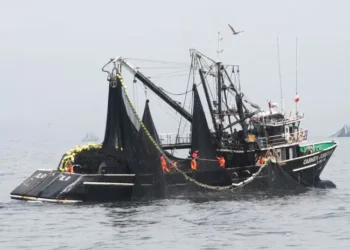 Pescados de la mesa popular son vulnerables por la sobreexplotación [INFORME]