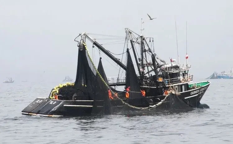 Pescados de la mesa popular son vulnerables por la sobreexplotación [INFORME]