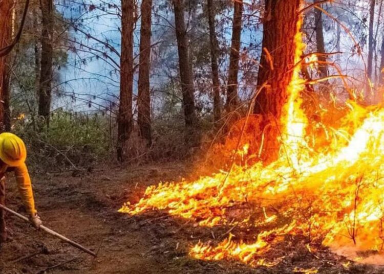 Senapred declara alerta amarilla en comuna de María Pinto por incendio forestal: Más de 1000 hectáreas afectadas