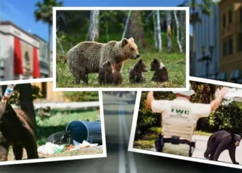 USA | Ataque mortal desata polémica en Florida: Buscan permitir nuevamente la caza de osos | Estados Unidos | RPPUSA