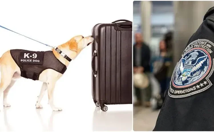 USA | Perro de la CBP descubre importante cargamento ilegal en EE.UU.: Así fue el hallazgo | Estados Unidos | RPPUSA