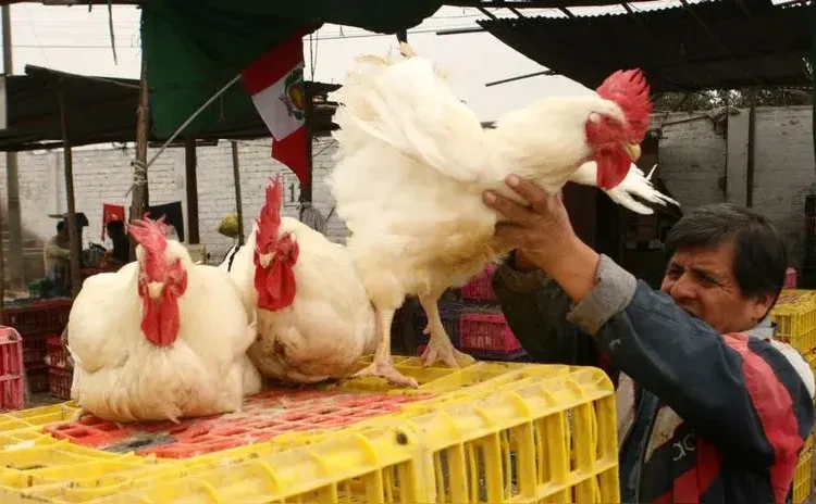 ¡Kilo de pollo a menos de S/ 6! Mercados mayoristas de Lima ofrecen precios bajos en estos productos