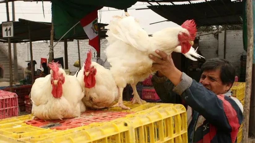 ¡Kilo de pollo a menos de S/ 6! Mercados mayoristas de Lima ofrecen precios bajos en estos productos