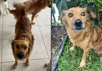 Comas: joven reporta que su perrita Luna se perdió hace más de 24 horas en la calle 48 | Mascotas