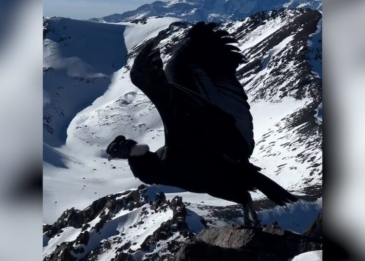 El increíble registro de un cóndor en el “Filo de la Muerte” en Los Andes
