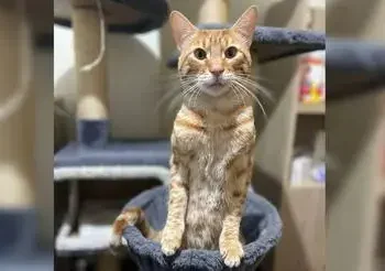 buscan a gatito Terry que desapareció tras sismo de 6.1