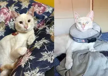 familia busca a gatito Caspin que desapareció hace más de un mes