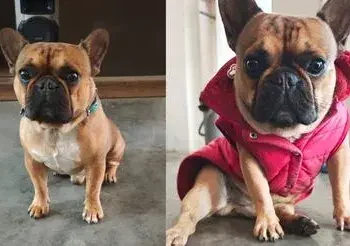 familia busca a perrito Rocky que desapareció hace 15 días