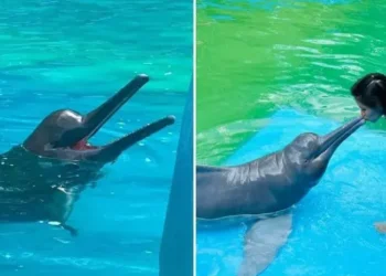 murió ‘Huayrurín’, el único delfín rosado del Complejo Turístico de Quistococha