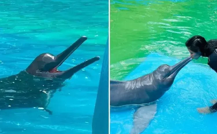 murió ‘Huayrurín’, el único delfín rosado del Complejo Turístico de Quistococha