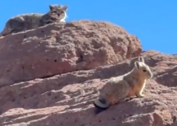 Inédito registro: captan a un gato andino en plena cacería