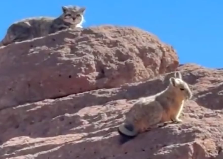 Inédito registro: captan a un gato andino en plena cacería