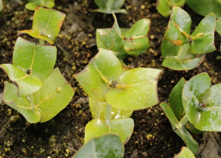 Un nuevo árbol para combatir el cambio climático gana Premio PwC Chile Innovación 2025